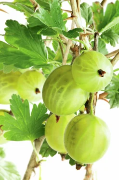 Gröna Krusbär 'Invicta'