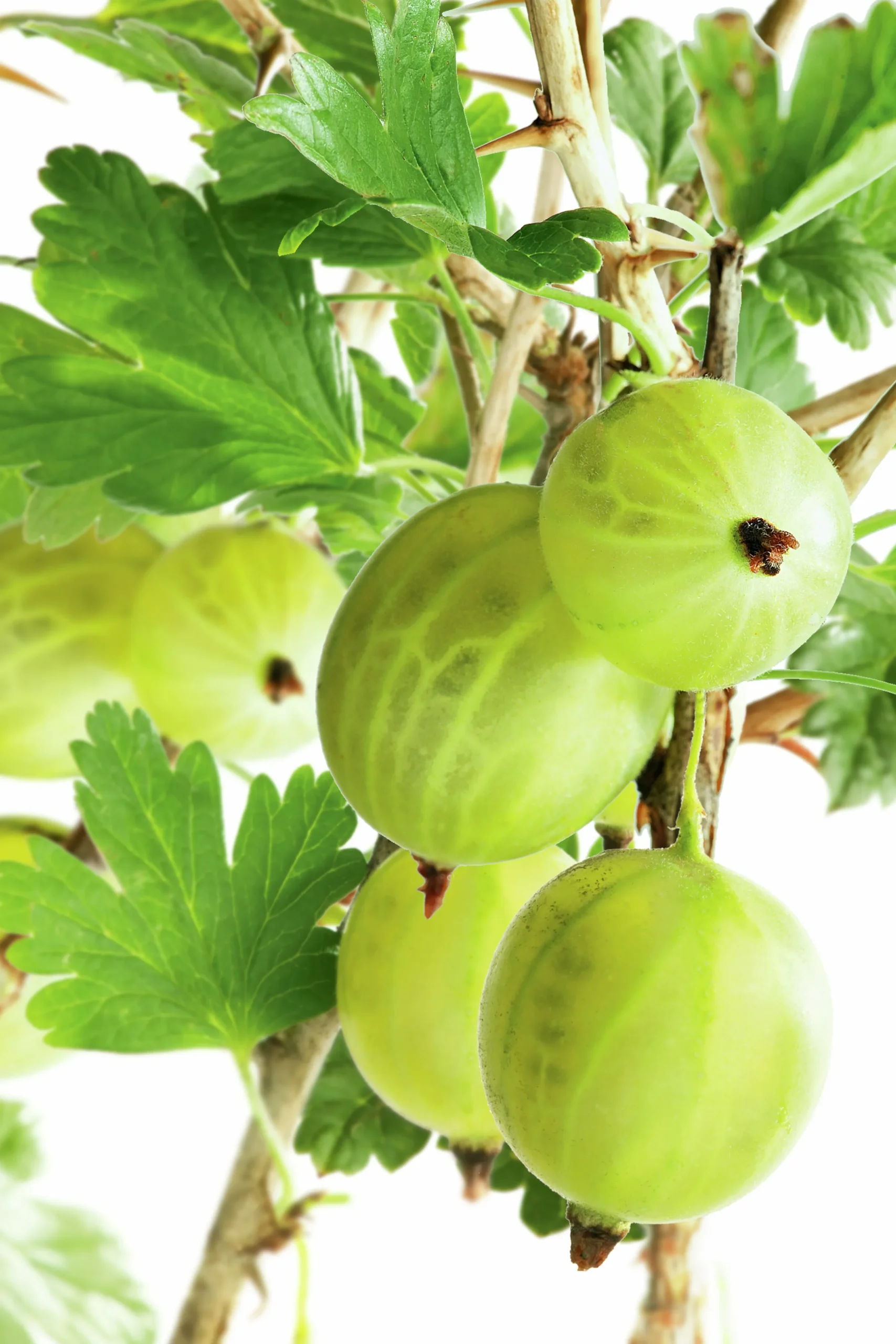 Gröna Krusbär 'Invicta'