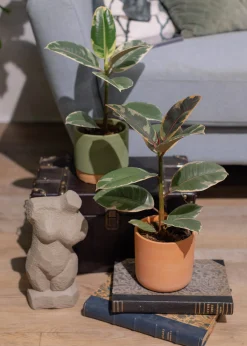 Gröna växter Mix Easy Care 11 cm