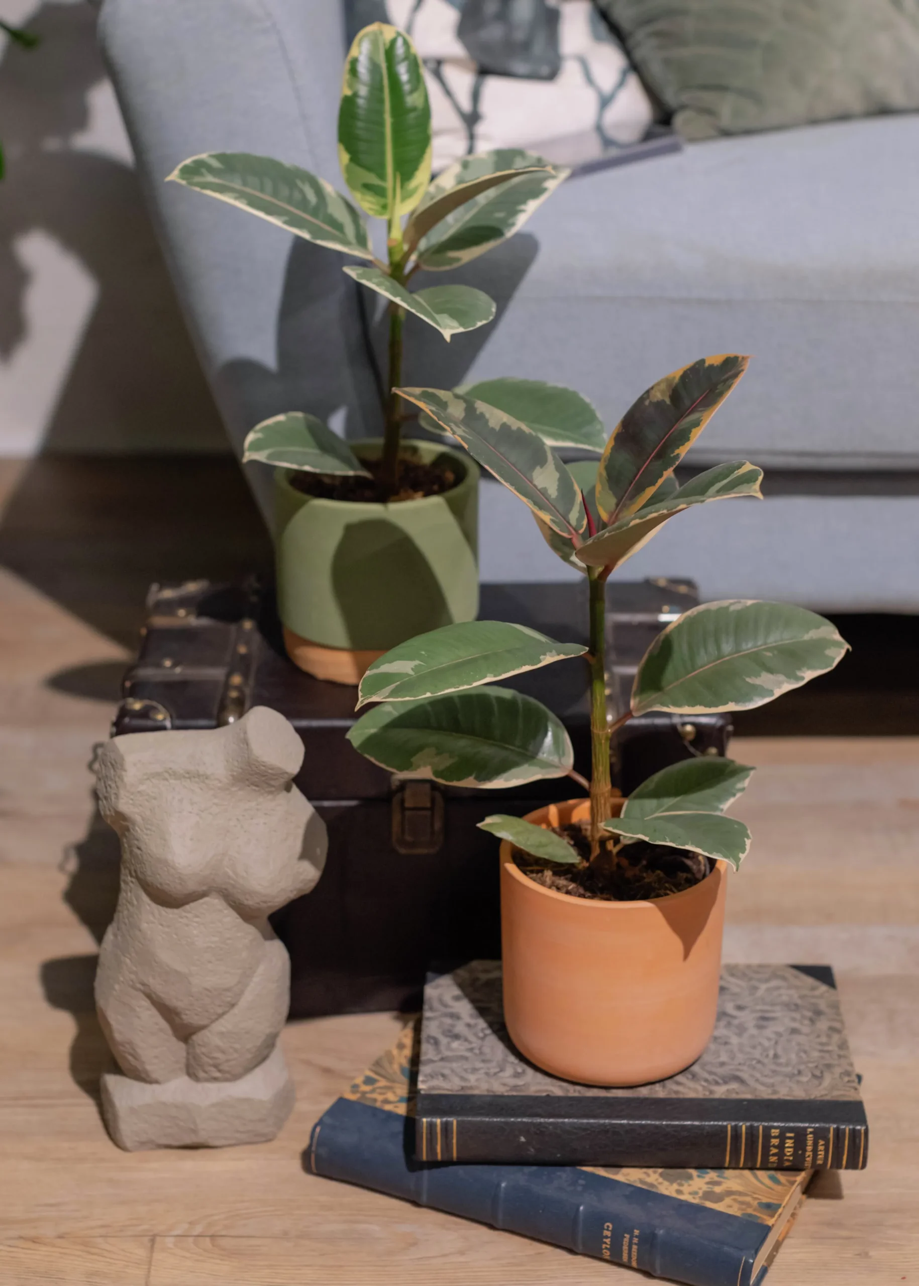 Gröna växter Mix Easy Care 11 cm