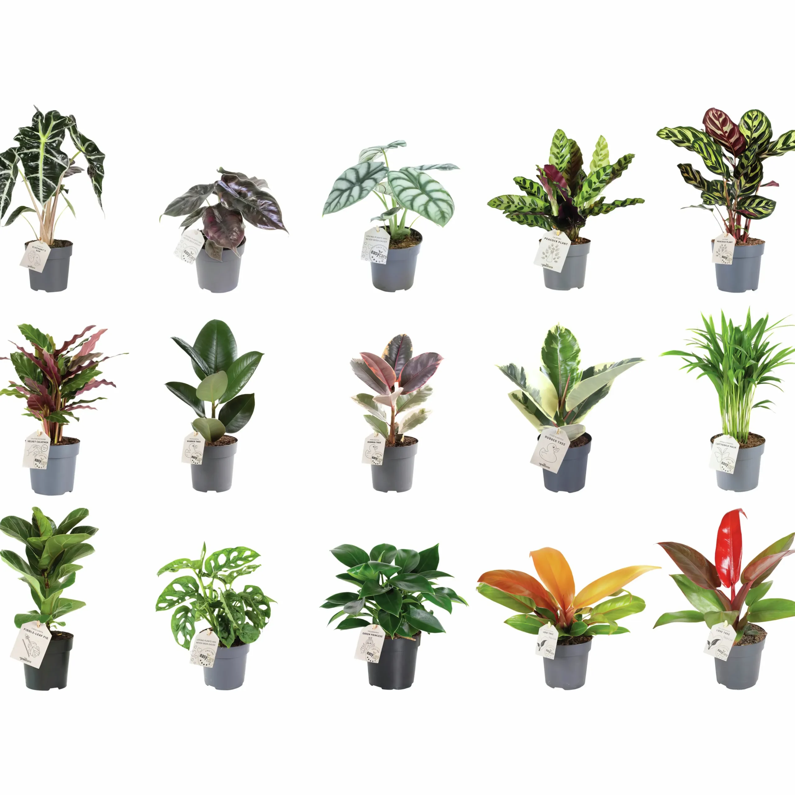 Gröna växter Mix Easy Care 11 cm
