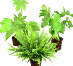 Grönväxter lat. Syngonium 'Pixie' Mix