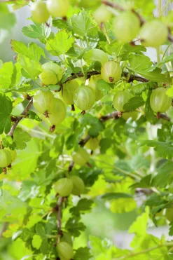 Gula Krusbär 'Hinnomäki' Uppstammad