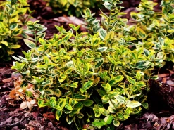 Gulbrokig klätterbenved 'Emerald'n Gold' Krukodlad