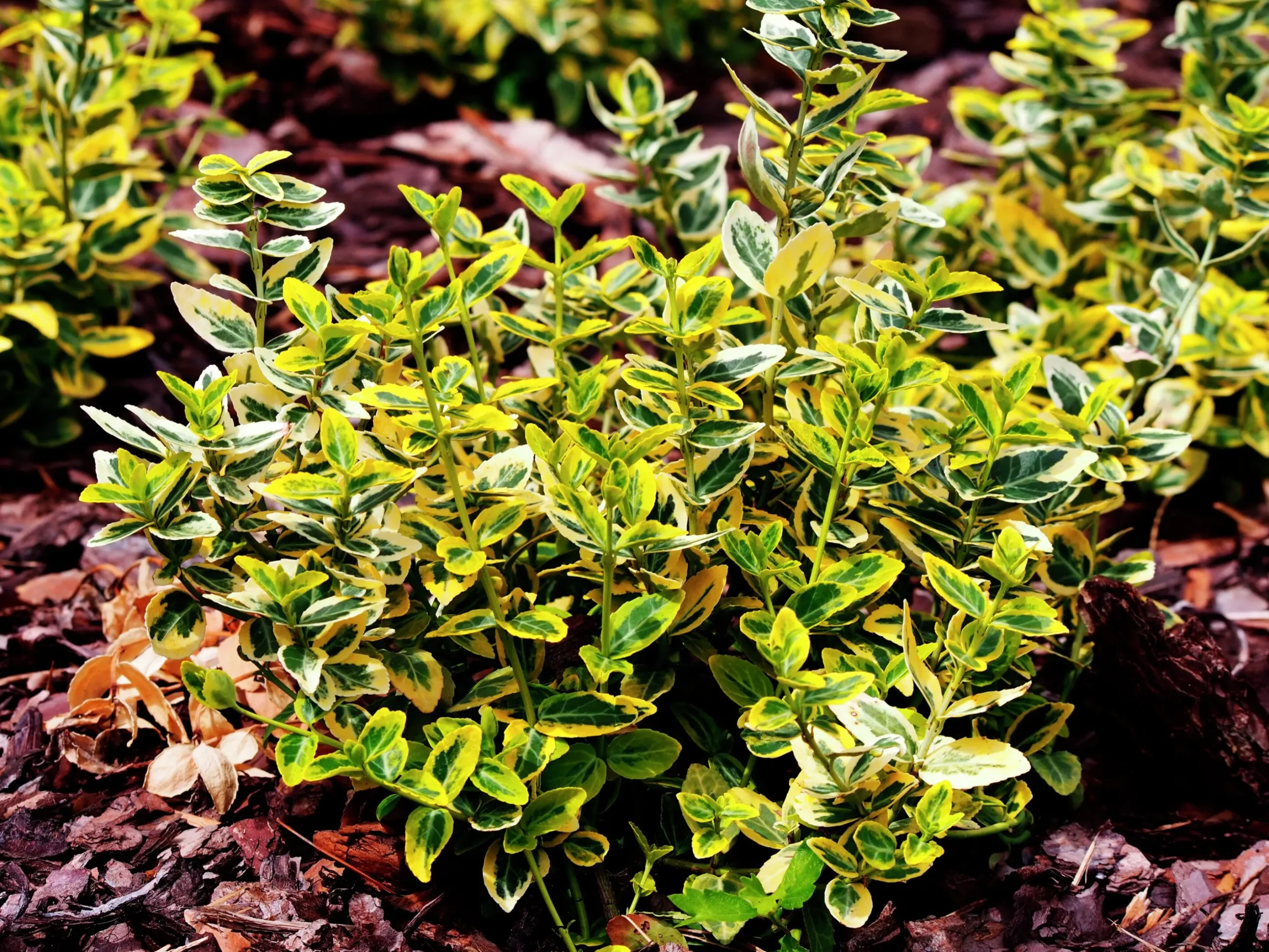 Gulbrokig klätterbenved 'Emerald'n Gold' Krukodlad