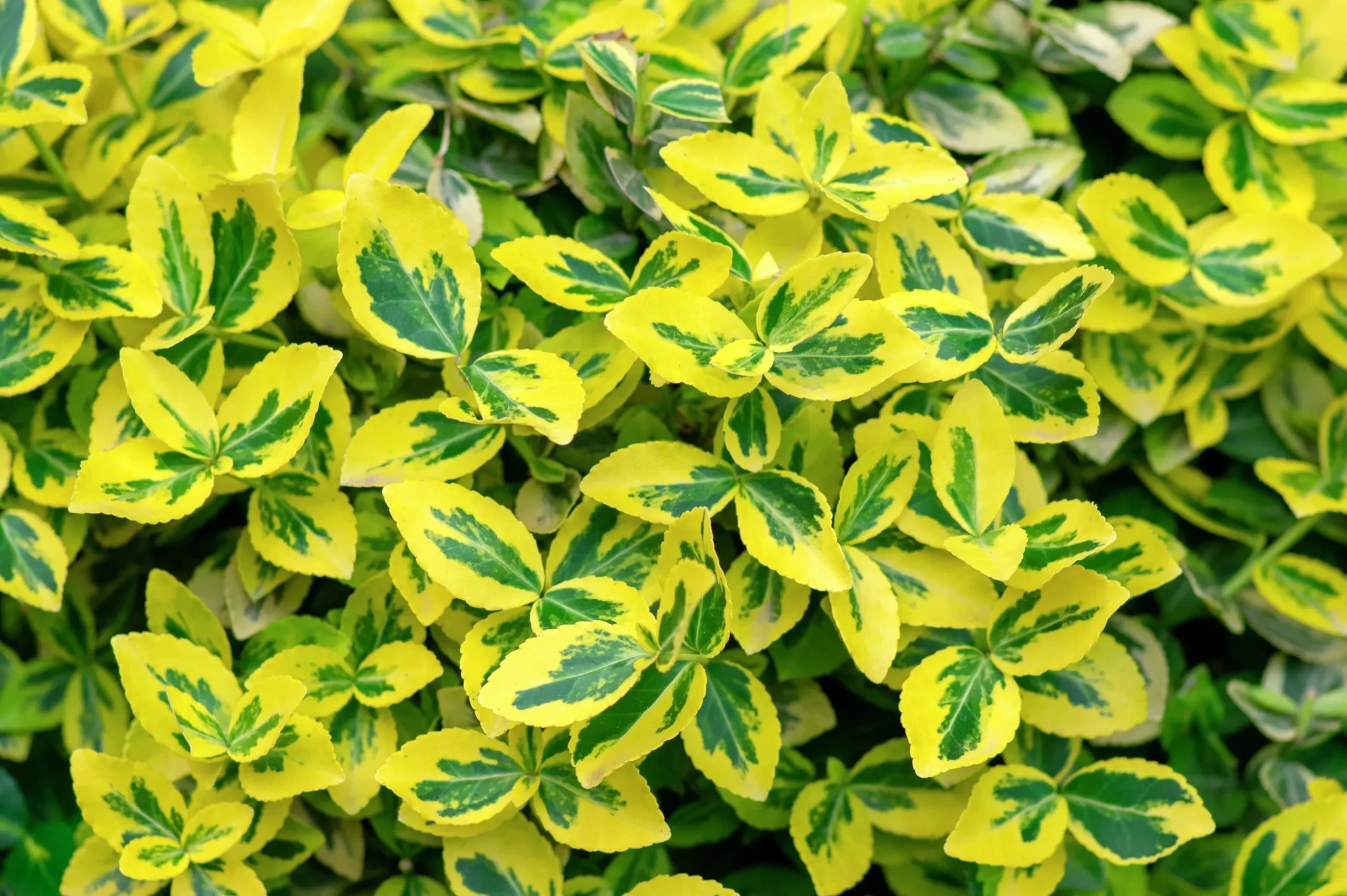 Gulbrokig klätterbenved 'Emerald'n Gold' Krukodlad