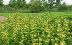 Gul Lejonsvans