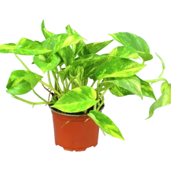 Gullranka lat. Epipremnum aureum Mix