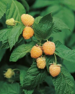 Gult Hösthallon 'Allgold'