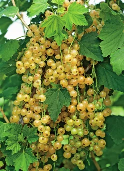 Gulvita vinbär 'Holländska'