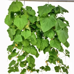 Gurka Ampel lat. Cucumis sativus