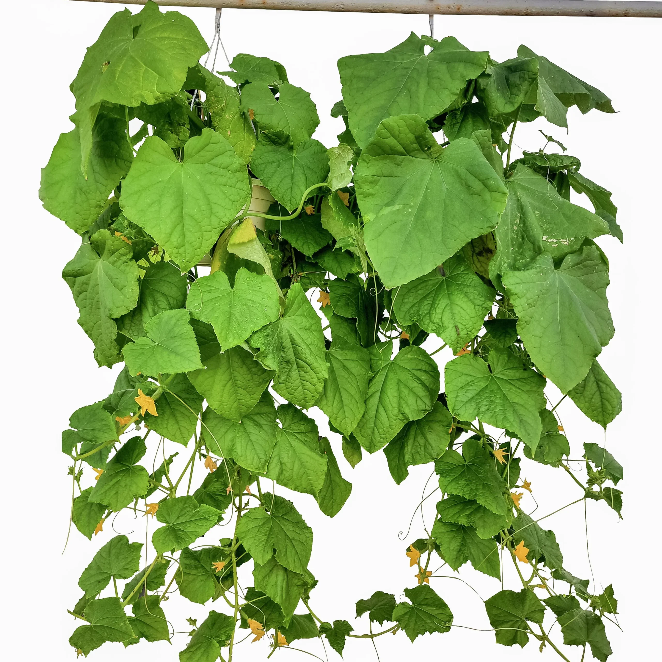 Gurka Ampel lat. Cucumis sativus