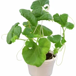 Gurka Ampel lat. Cucumis sativus