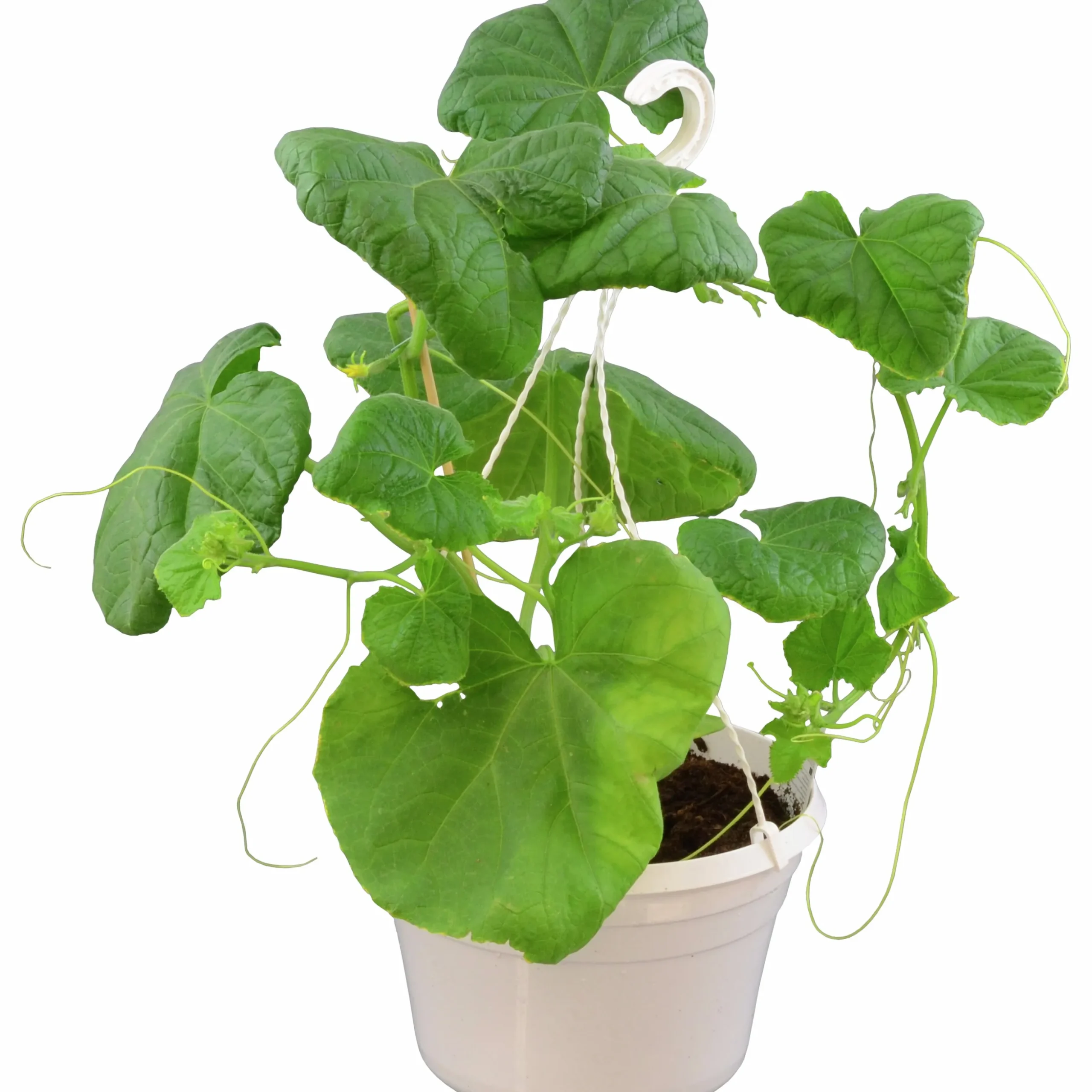 Gurka Ampel lat. Cucumis sativus