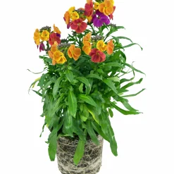 Gyllenlack lat. Erysimum cheiri