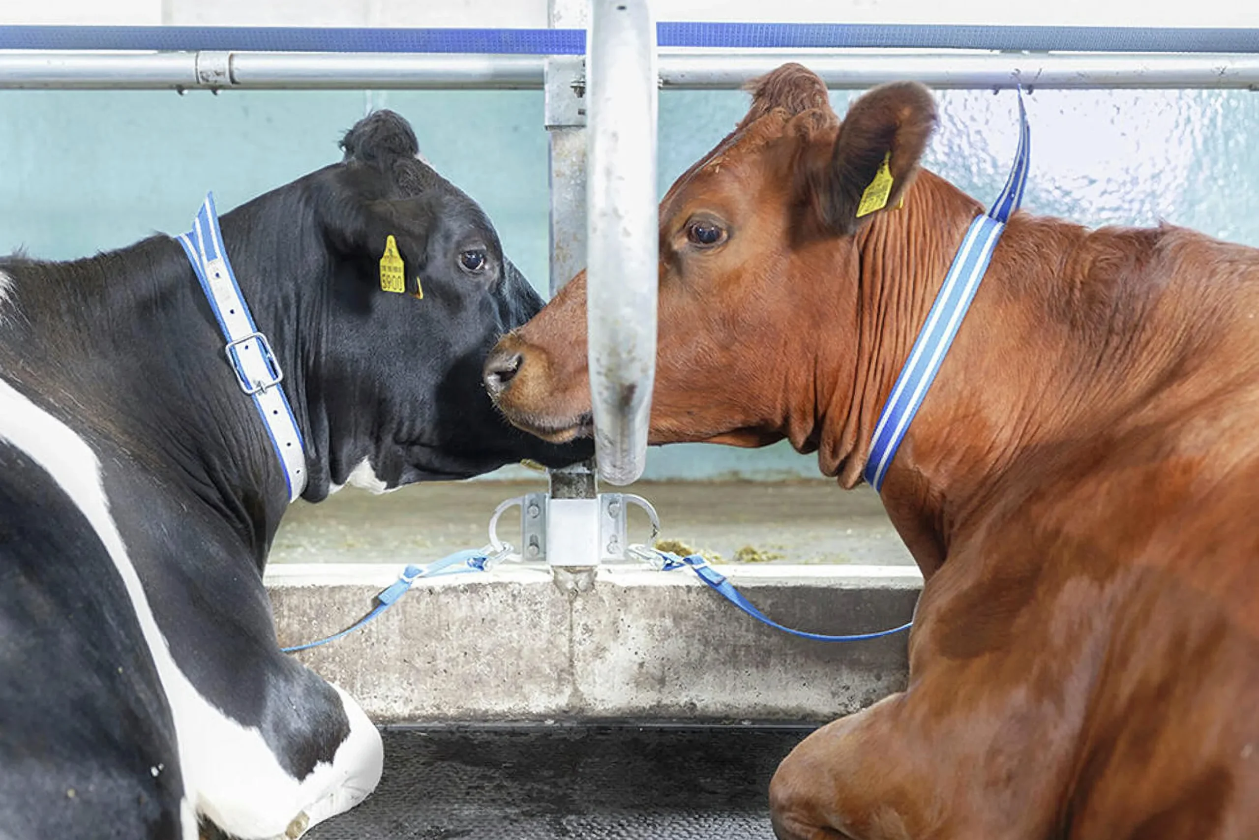 Halsrem DeLaval för ko 110cm