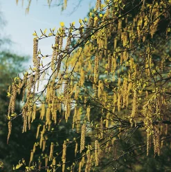 Hassel Krukodlad