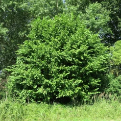 Hassel Krukodlad ca lev.höjd 150-200cm