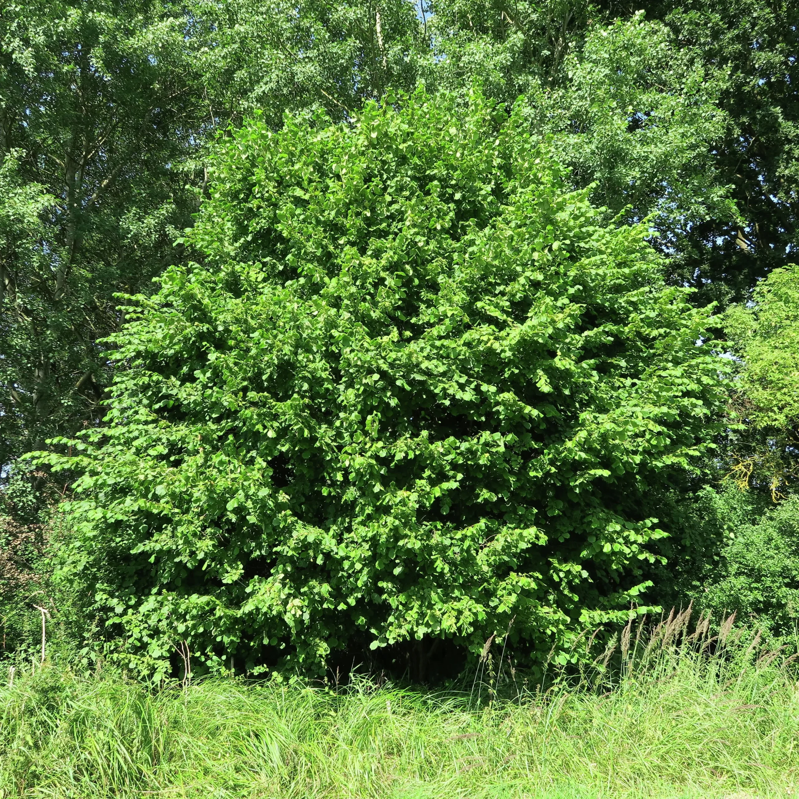 Hassel Krukodlad ca lev.höjd 150-200cm