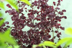 Hasselnöt 'Rote Zellernuss'