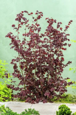 Hasselnöt 'Rote Zellernuss'