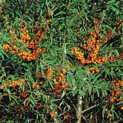 Havtorn 'Julia' Honplanta