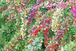 Häckberberis Krukodlad