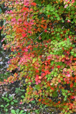 Häckberberis Krukodlad