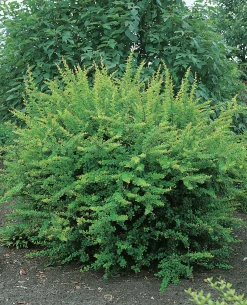 Häckberberis Krukodlad