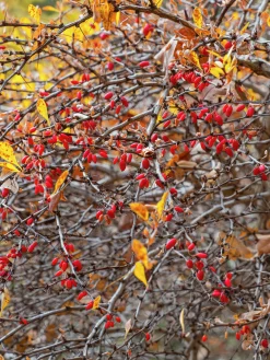 Häckberberis Krukodlad