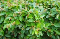 Häckoxbär D:9-11cm Krukodlad