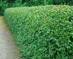 Häckoxbär D:9-11cm Krukodlad