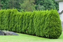 Häcktuja 'Brabant' 50-70cm