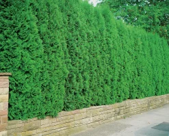 Häcktuja 'Brabant' 100-125cm
