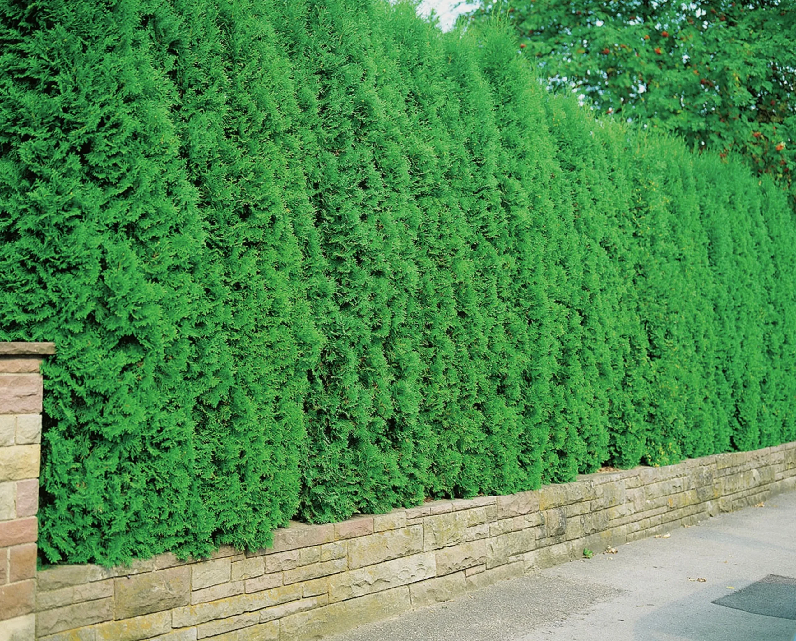 Häcktuja 'Brabant' 100-125cm
