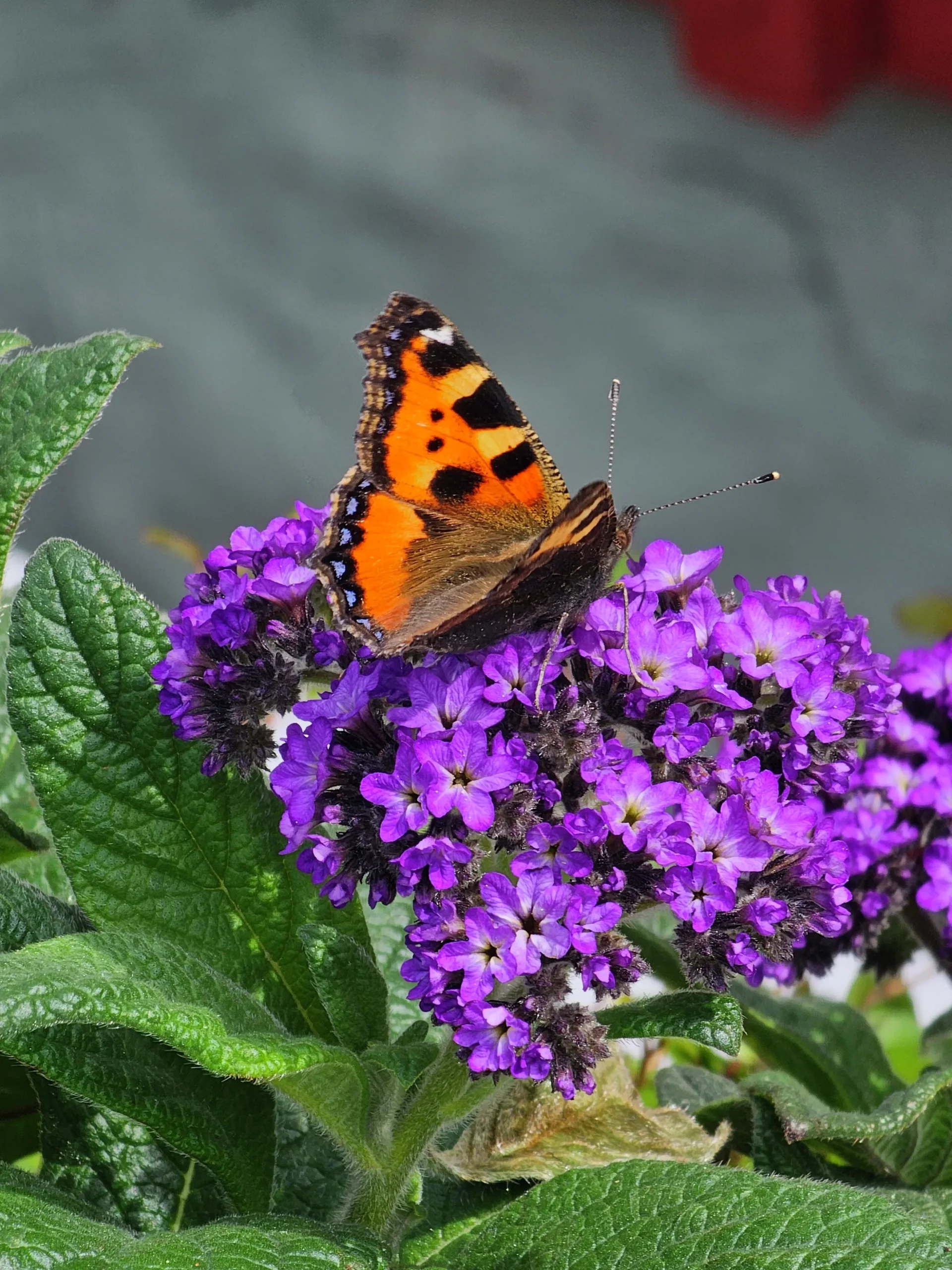 Heliotrop lat. Heliotropium arborescens