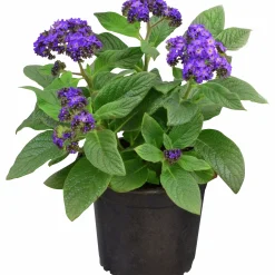 Heliotrop lat. Heliotropium arborescens