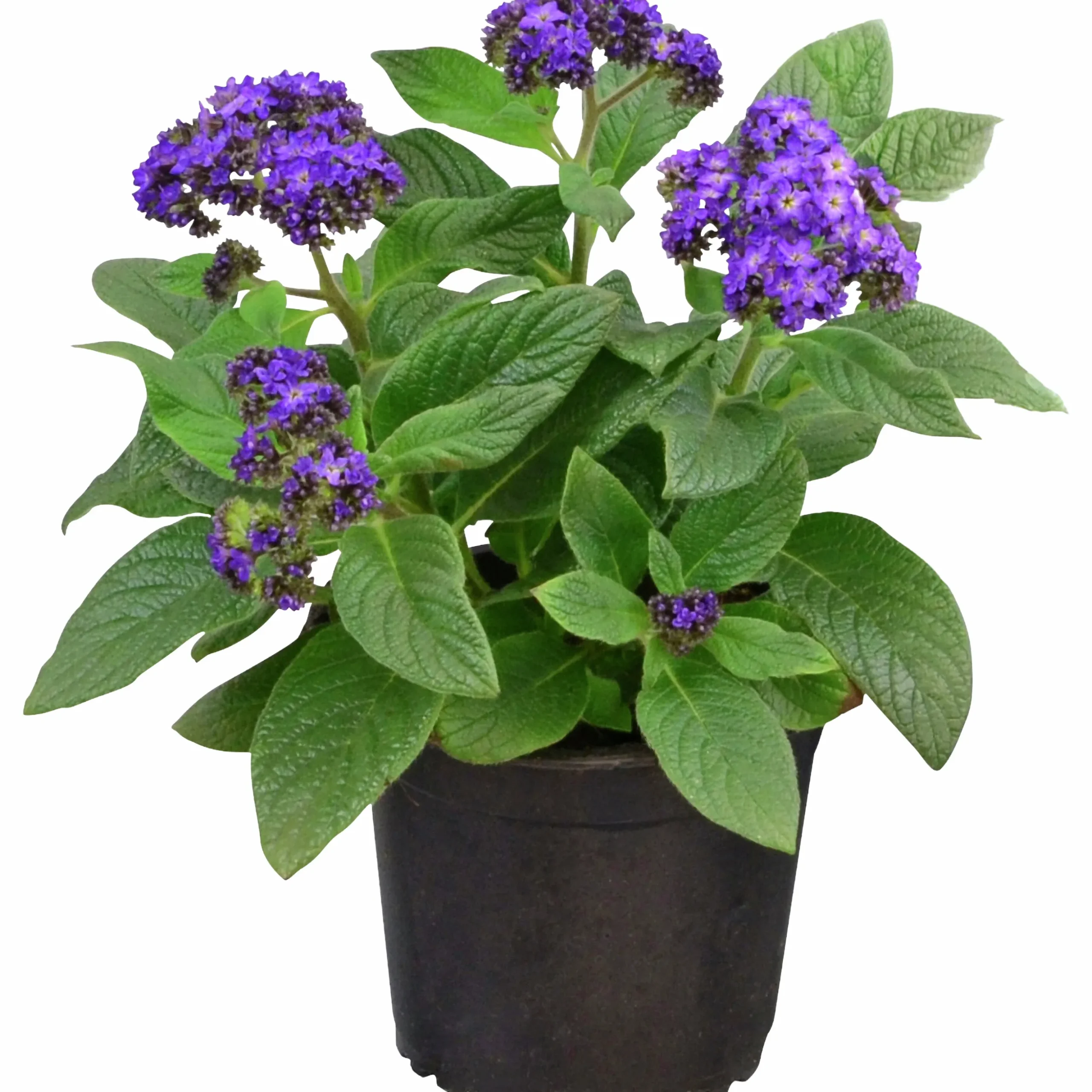 Heliotrop lat. Heliotropium arborescens