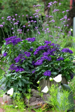 Heliotrop lat. Heliotropium arborescens