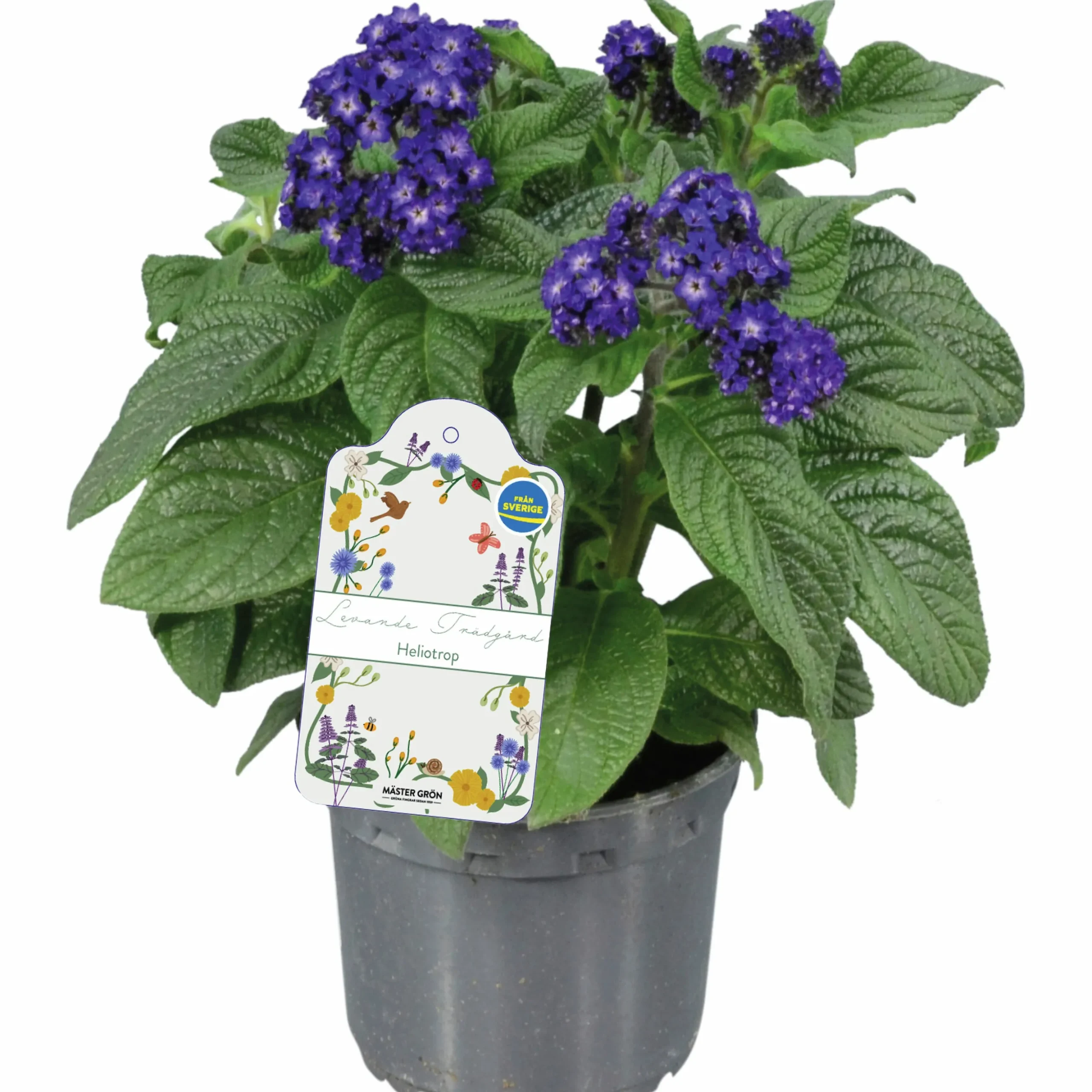 Heliotrop lat. Heliotropium arborescens