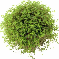 Hemtrevnad lat. Soleirolia soleirolii