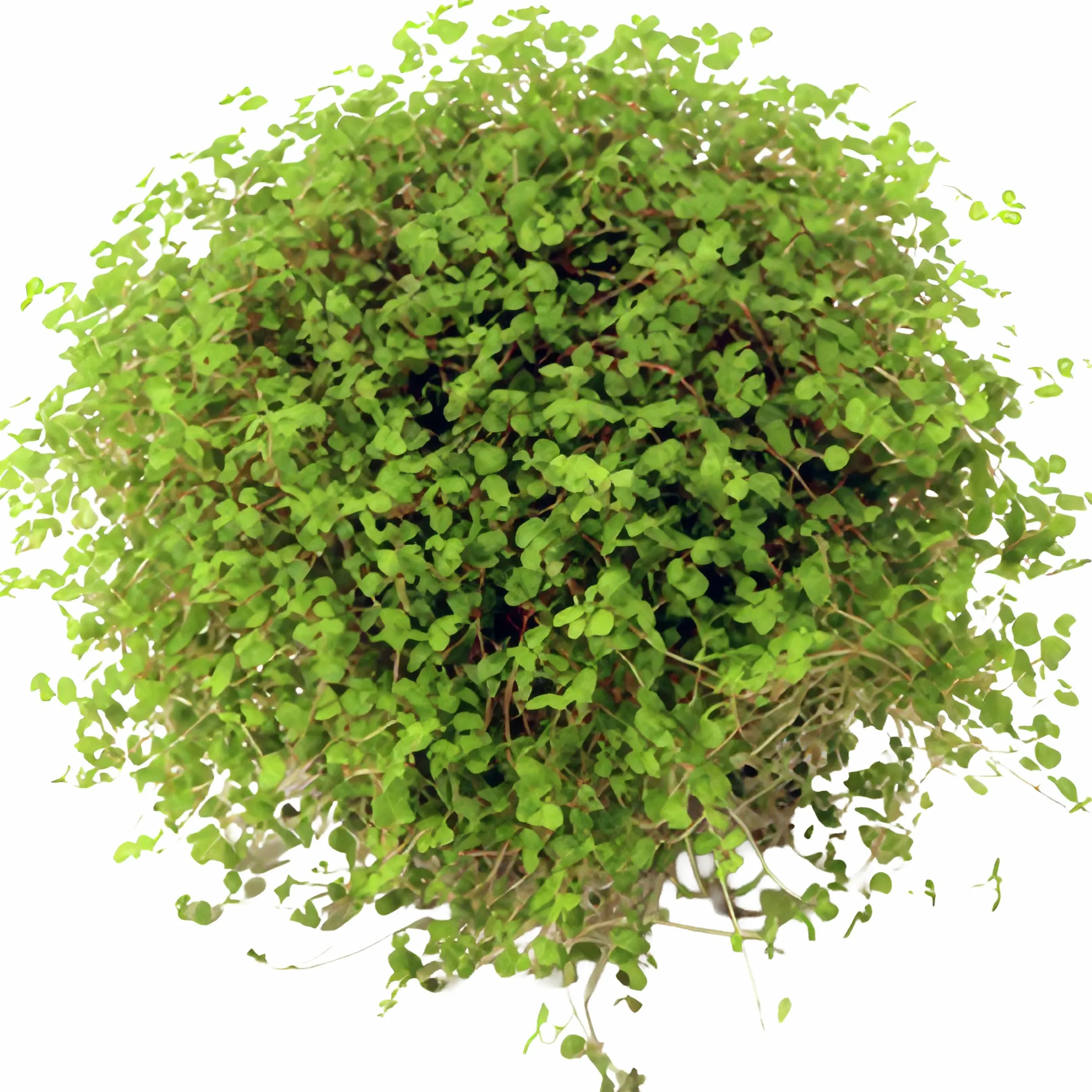 Hemtrevnad lat. Soleirolia soleirolii