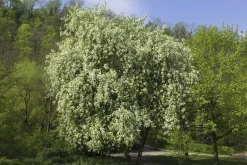 Hägg Ungträd/Flerstammig