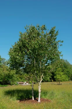 Himalajabjörk