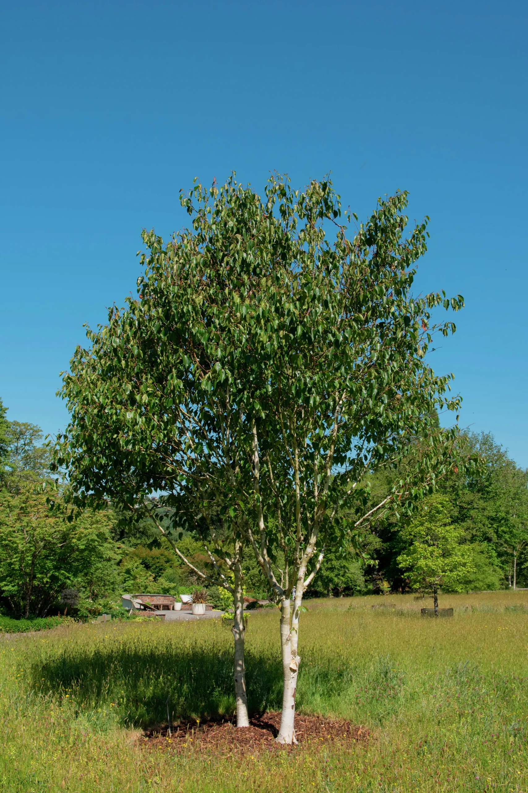Himalajabjörk