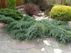 Himalaya-en 'Blue Carpet' Krukodlad