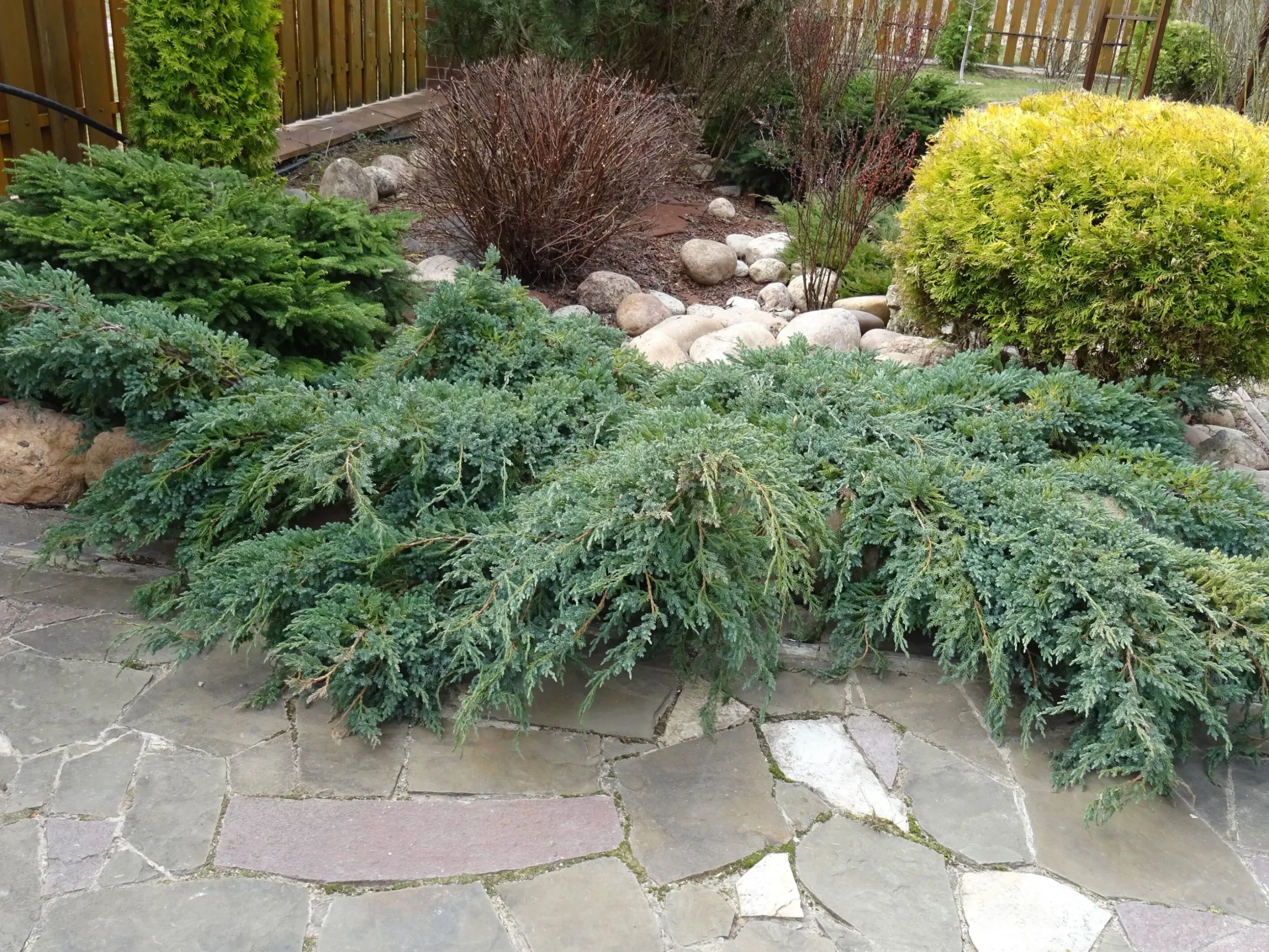 Himalaya-en 'Blue Carpet' Krukodlad