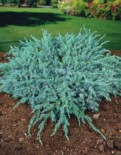 Himalaya-en 'Blue Carpet' Krukodlad