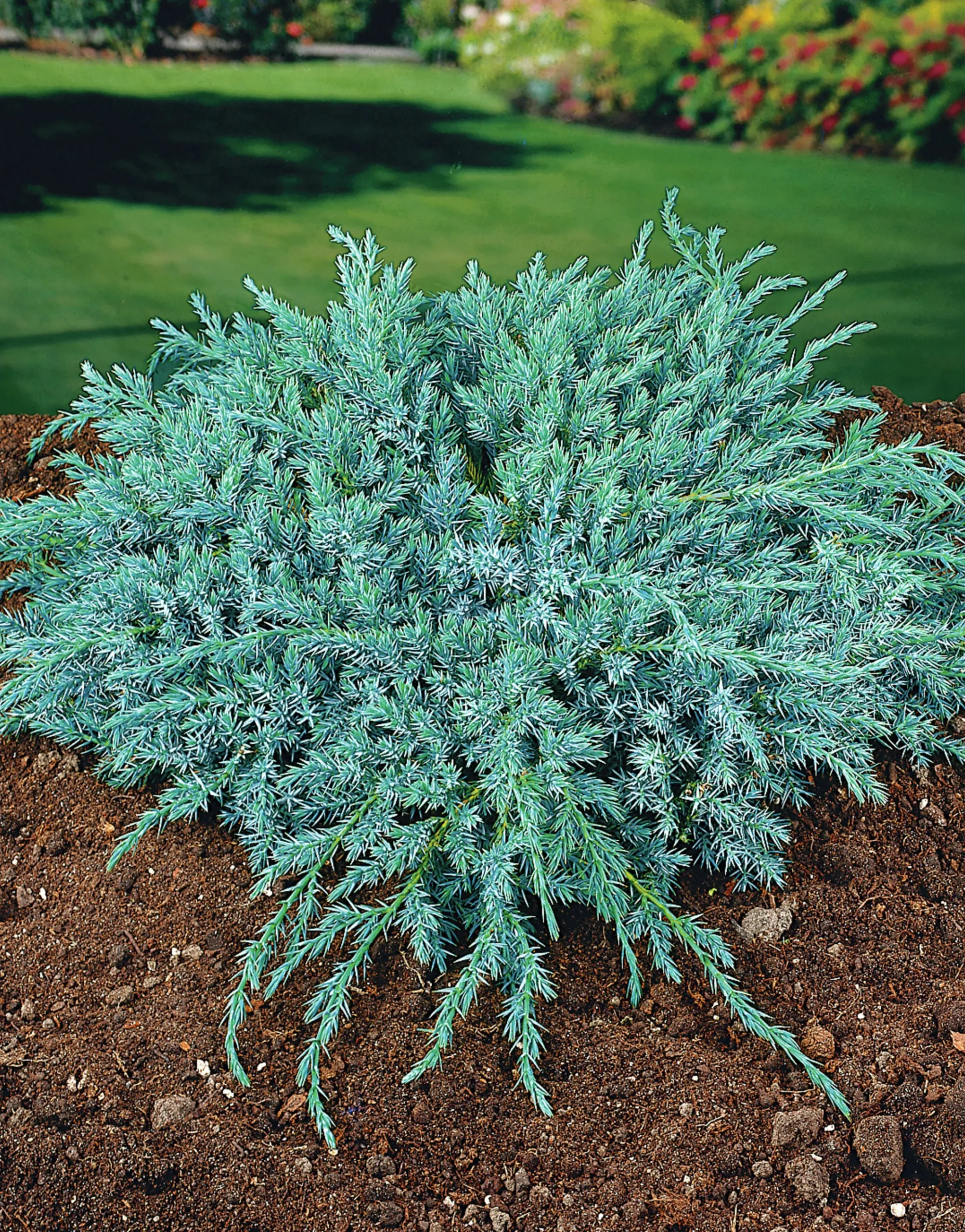 Himalaya-en 'Blue Carpet' Krukodlad