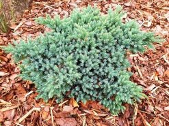 Himalaya-en 'Blue Star' Krukodlad